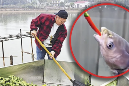 Cho cá ăn 5 tấn ớt mỗi ngày để 'đẹp dáng, thơm thịt'