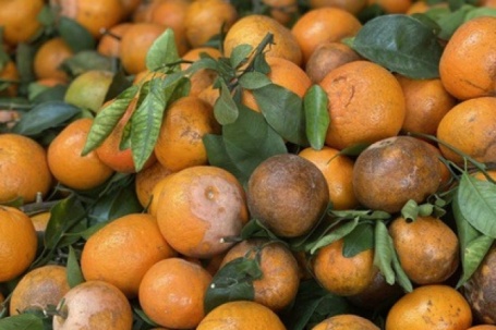 Loại quýt mã rám có gì đặc biệt mà khiến tiểu thương Việt nhập hàng tạ về bán mỗi ngày?
