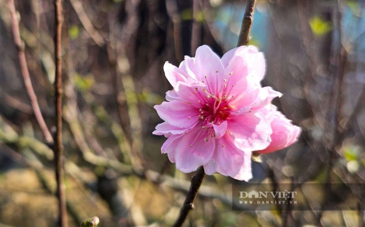 Trổ tài chăm vườn đào cổ thụ đủ dáng thế, anh nông dân Nghệ An cho thuê cũng nhẹ nhàng đút túi nửa tỷ đồng dịp Tết - 2