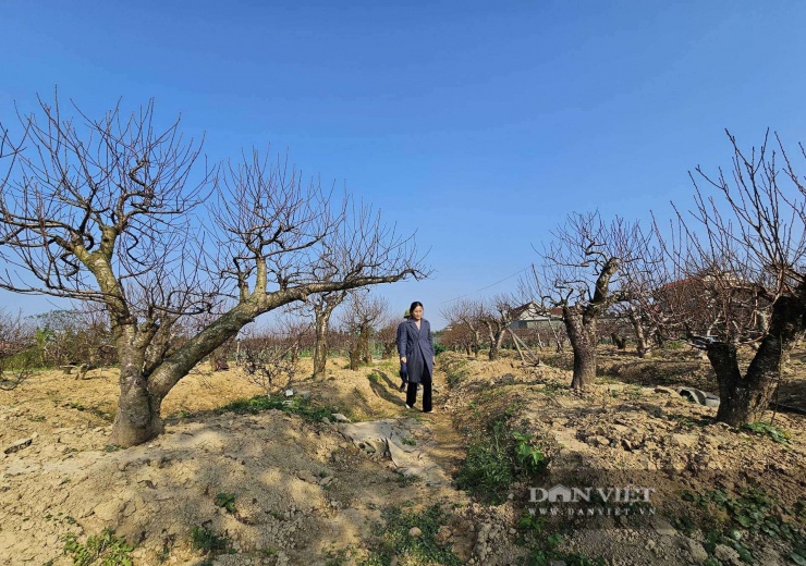 Trổ tài chăm vườn đào cổ thụ đủ dáng thế, anh nông dân Nghệ An cho thuê cũng nhẹ nhàng đút túi nửa tỷ đồng dịp Tết - 7