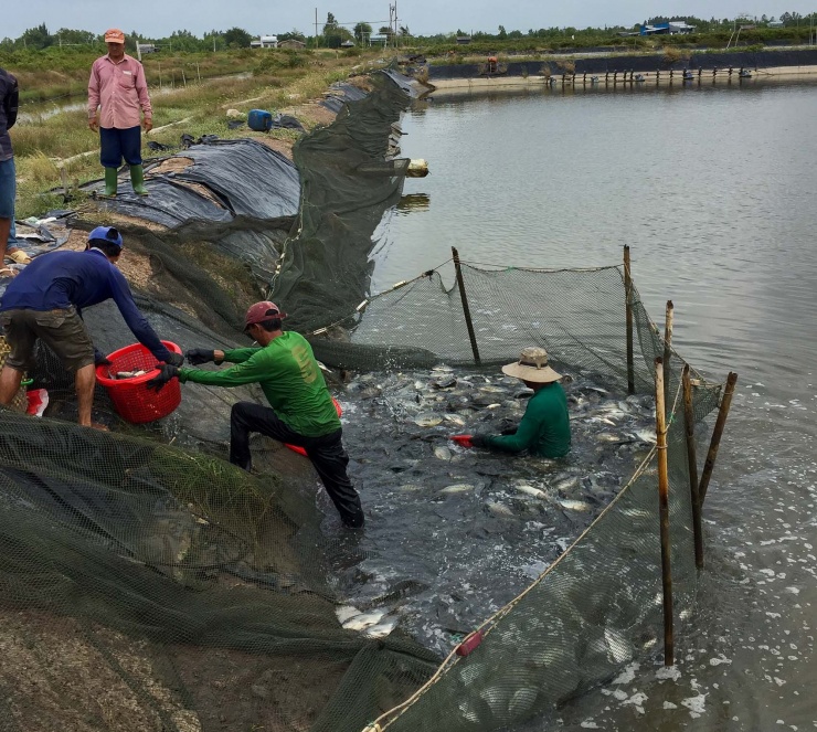 Thu hoạch cá rô phi nuôi ở TP.Cần Thơ. Ảnh: Tích Chu.