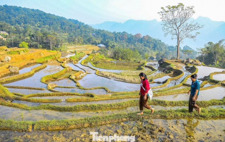 Trên khắp các triền ruộng, người dân tất bật thăm đồng, đắp bờ, chăm sóc mạ non.