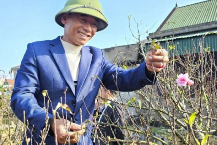 Trổ tài chăm vườn đào cổ thụ đủ dáng thế, anh nông dân Nghệ An cho thuê cũng nhẹ nhàng đút túi nửa tỷ đồng dịp Tết