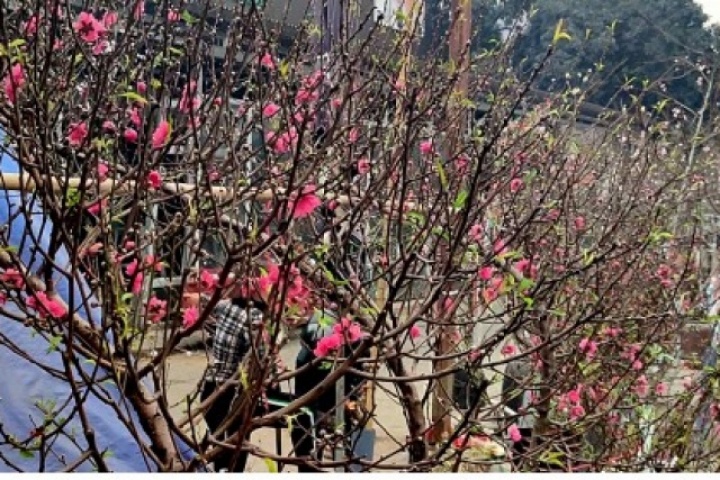 Đào nở sớm, chợ hoa Quảng An (Hà Nội) rực rỡ như sắp Tết