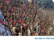 Đào nở sớm, chợ hoa Quảng An (Hà Nội) rực rỡ như sắp Tết