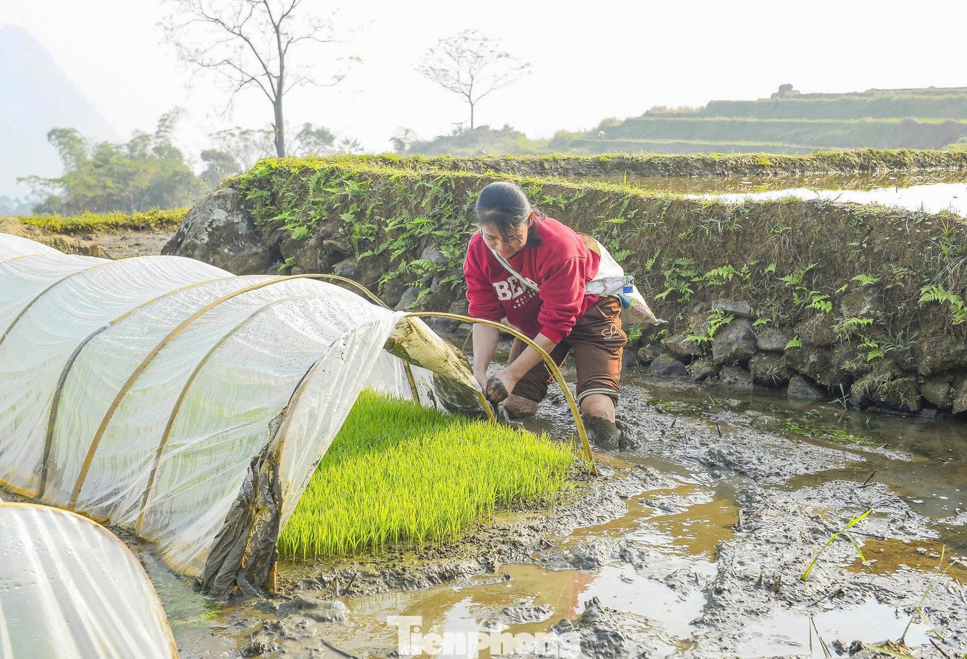 Nước từ đỉnh núi đổ về, lấp đầy từng ô ruộng, chuẩn bị cho một mùa vụ mới đầy hứa hẹn.