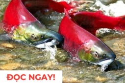 Tin tức sức khỏe - "Nhân sâm dưới nước" siêu đắt đỏ, nhiều người săn lùng vì công dụng dưỡng phổi cực hiệu quả