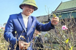 Trổ tài chăm vườn đào cổ thụ đủ dáng thế, anh nông dân Nghệ An cho thuê cũng nhẹ nhàng đút túi nửa tỷ đồng dịp Tết