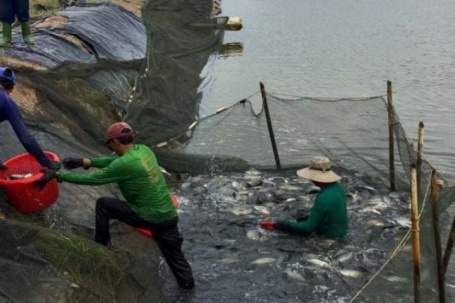 Một loại cá "bình dân" ở Việt Nam, nơi nào cũng nuôi được, Mỹ đang chi hàng triệu USD để mua