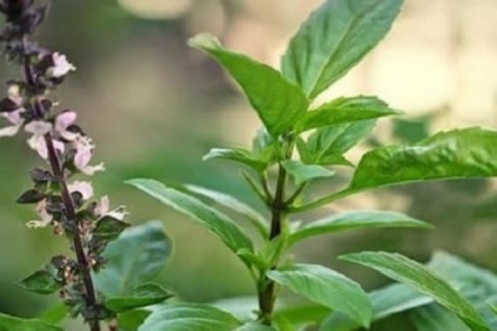 7 lý do nên uống nước lá húng quế vào buổi sáng