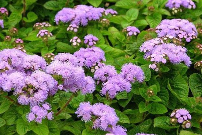 Chiết xuất AGEprost - giải pháp mới cho người bị phì đại tiền liệt tuyến