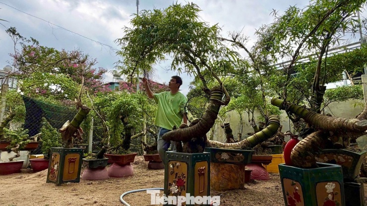 Hô biến những gốc tre xù xì thành “siêu phẩm” bonsai tiền triệu - 1