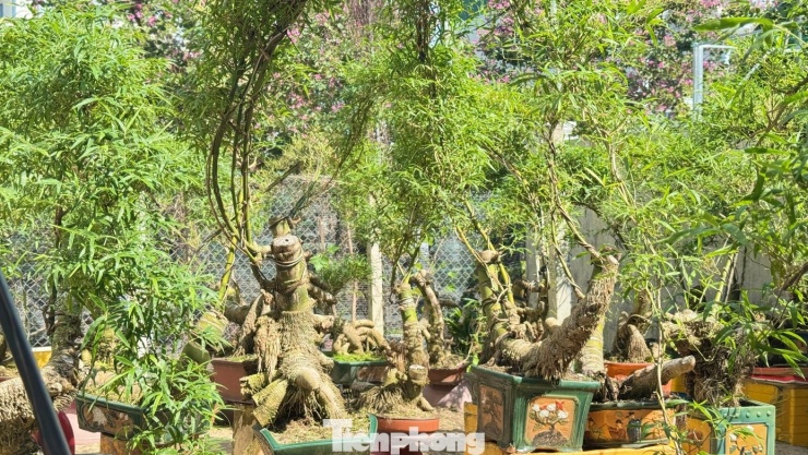 Giữa khu đô thị Ngọc Bảo Viên (phường Cẩm Thành, tỉnh Quảng Ngãi), một khu vườn nhỏ rợp bóng tre thu hút ánh nhìn của nhiều người bởi những dáng cây độc lạ, cổ kính.