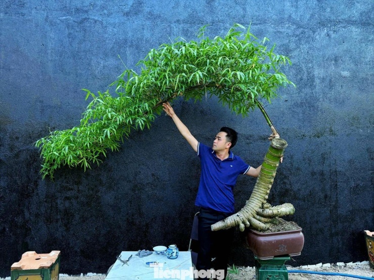 Chủ nhân của khu vườn ấy là anh Hồ Ngọc Kha (37 tuổi), người đã “hô biến” những gốc tre khô cứng, sần sùi thành những tác phẩm bonsai có giá trị từ vài triệu đến hàng chục triệu đồng.