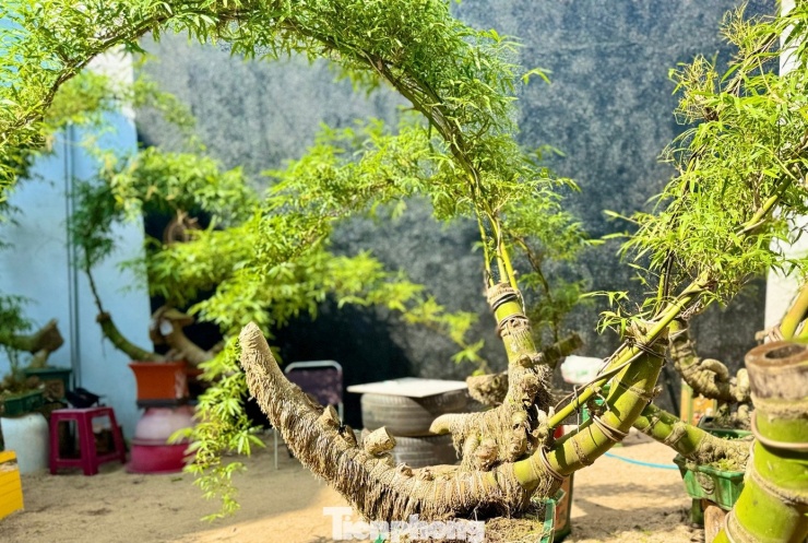 Hô biến những gốc tre xù xì thành “siêu phẩm” bonsai tiền triệu - 4