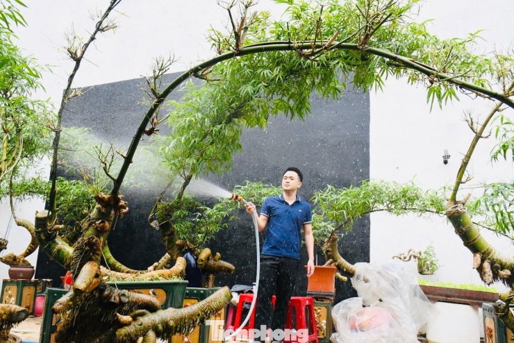 Có thời điểm, khu vườn của anh Kha sở hữu hơn 200 gốc tre bonsai với đủ dáng thế, kích cỡ.