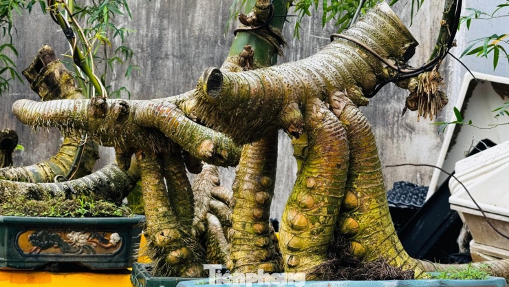 Hô biến những gốc tre xù xì thành “siêu phẩm” bonsai tiền triệu - 13