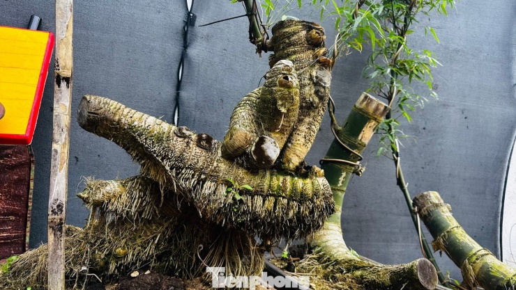 Hô biến những gốc tre xù xì thành “siêu phẩm” bonsai tiền triệu - 12