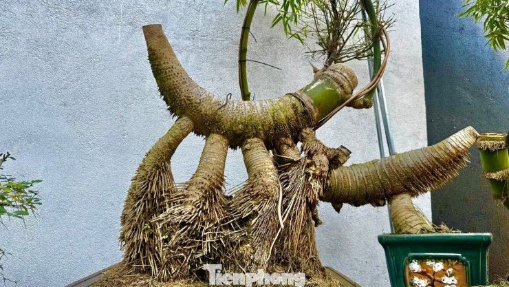 “Tuy nhiên, từ một khối gỗ xù xì đến một tác phẩm bonsai sống động là cả quá trình công phu, đòi hỏi sự kiên nhẫn và kỹ thuật. Khó nhất là khâu ươm. Gốc tre sau khi cắt rất yếu, tỷ lệ sống không cao. Tôi phải vùi củ tre vào cát trộn xơ dừa, bao bọc kín để giữ ẩm. Sau khoảng một tháng mới biết cây có ra rễ, nứt mọc măng và hồi sinh hay không”, anh Kha chia sẻ.