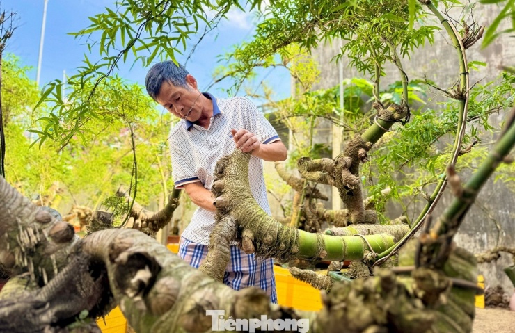 Hô biến những gốc tre xù xì thành “siêu phẩm” bonsai tiền triệu - 18