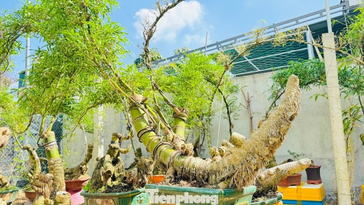 Khi măng nhú lên, tre được chăm sóc tỉ mỉ, cắt tỉa lá, bôi keo chuyên dụng vào các vết cắt để tránh mục thân. Tùy vào hình dáng tự nhiên của từng củ tre, anh Kha lựa chọn giữ lại một hoặc hai nhánh khỏe để uốn nắn, tạo thế.