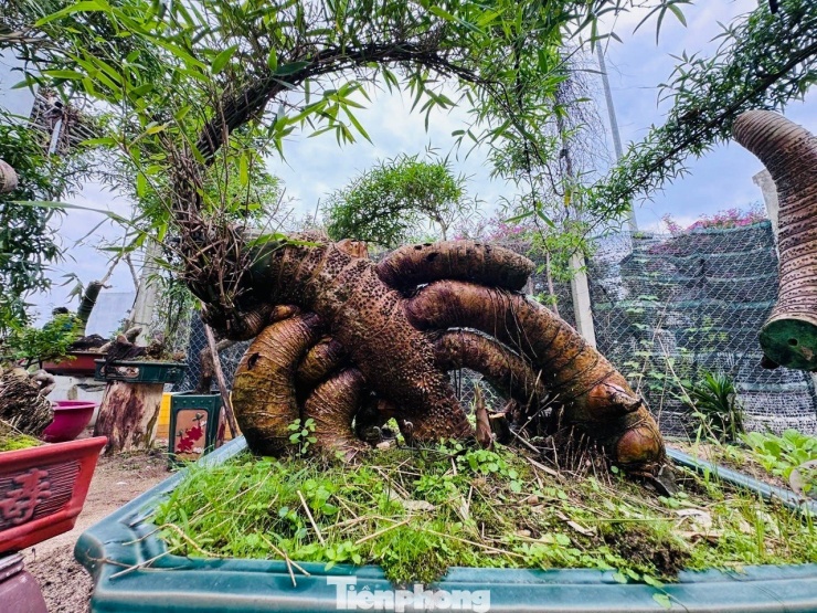 Các tác phẩm của anh Kha được giới chơi cây cảnh trong và ngoài tỉnh ưa chuộng, giá phổ biến từ 1-2 triệu đồng, có gốc đẹp, thế lạ lên tới 10 - 11 triệu đồng.