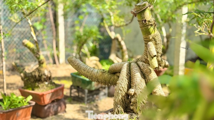 Hô biến những gốc tre xù xì thành “siêu phẩm” bonsai tiền triệu - 21