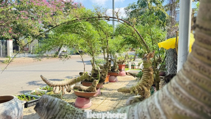 Không chỉ là cây cảnh, tre bonsai còn được nhiều gia đình, quán cà phê, nhà hàng lựa chọn trưng bày trong không gian thư giãn, như một biểu tượng của sự bền bỉ, thanh cao và yên bình.