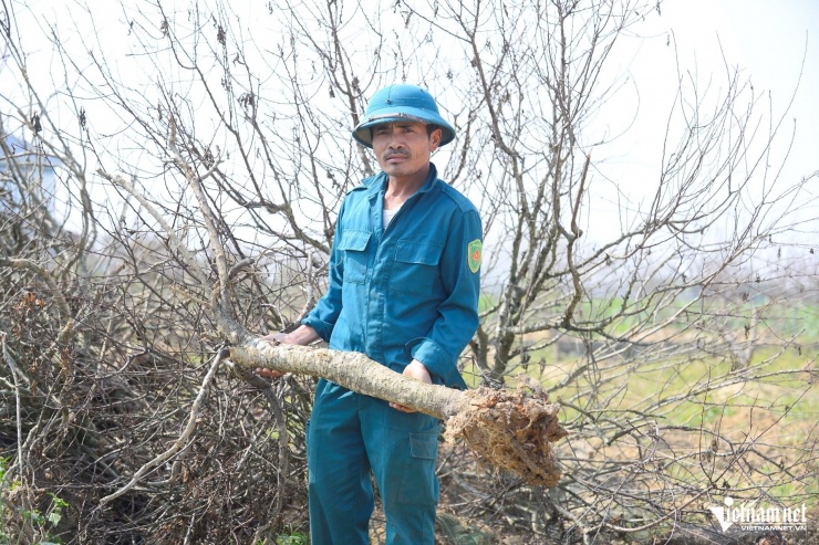 Anh Vương buồn bã bên những gốc đào thành củi khô. Ảnh: Lê Dương