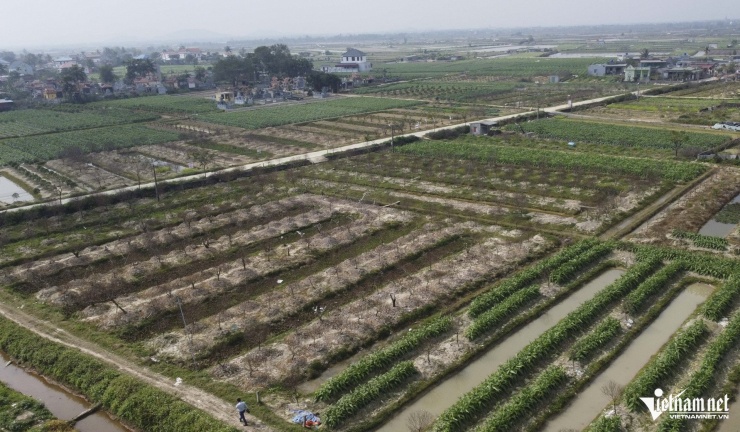 Đào trong vườn bị chết hết, nhìn chỉ thấy một màu đen. Ảnh: Lê Dương