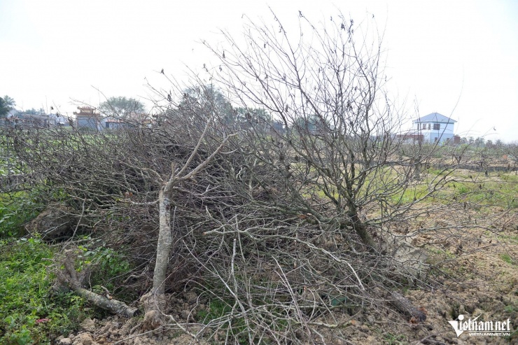 Đào chết khô được chất thành đống. Ảnh: Lê Dương