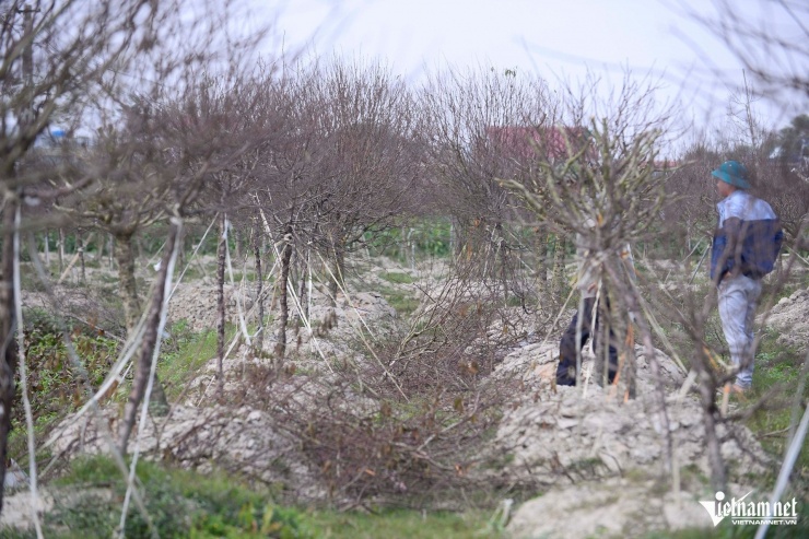 "Thủ phủ" đào Quảng Chính không còn sự sống. Ảnh: Lê Dương