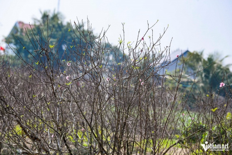 Những cây còn sống sót cũng không thể ra hoa. Ảnh: Lê Dương