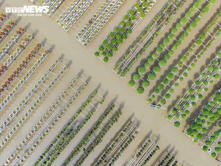 Một tháng nữa mới đến Tết Nguyên đán, nhưng ở làng hoa Sa Đéc (Đồng Tháp), không khí xuân đã hiện hữu. Khác với thời điểm cận Tết đông đúc, đầu mùa hoa của vụ Tết ở Sa Đéc mang một vẻ đẹp nhẹ nhàng hơn.