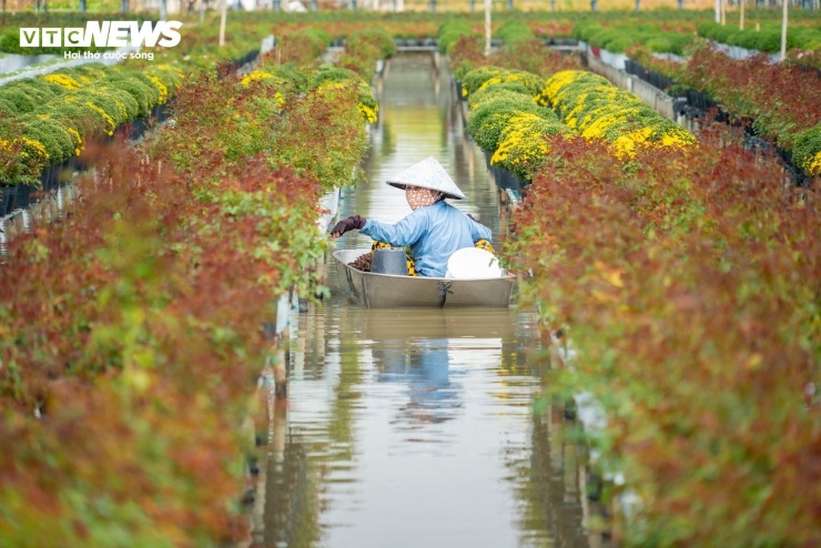 Dự kiến, sản lượng hoa cung ứng thị trường Tết 2026 ước khoảng 1,3 - 1,4 triệu giỏ hoa kiểng, chủ yếu hoa cúc các loại và cúc mâm xôi màu. Ngoài ra còn các giống hoa mới như hoa nghệ tây, cúc sakura, cúc mâm xôi nhiều màu...