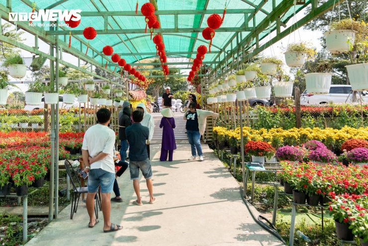 Không đợi đến giáp Tết, nhiều du khách đã chọn thời điểm đầu mùa để ghé thăm làng hoa Sa Đéc. So với cao điểm cuối năm, lượng khách lúc này vừa phải, đủ để cảm nhận trọn vẹn vẻ đẹp của làng hoa mà không quá đông đúc.