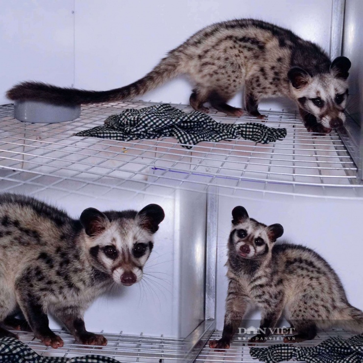 Mỗi con cầy mẹ sẽ sinh sản 2 lứa/năm, trung bình 3 con/lứa. Ảnh: Ngô Huy