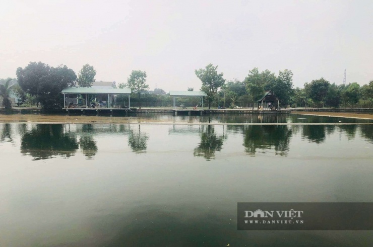 Mô hình "hai trong một" của ông Trương Huỳnh Thành không chỉ là bài toán kinh tế hiệu quả mà còn là hướng đi triển vọng cho nông nghiệp đô thị tại TPHCM. Ảnh: Vân Nguyễn