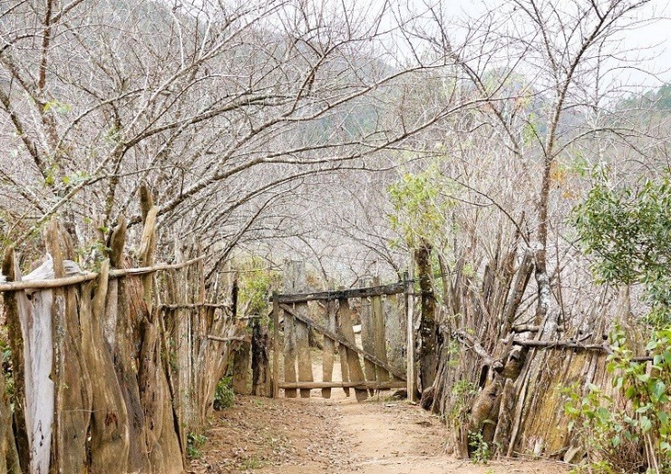 Những gốc đào mốc sần sùi, rêu phong, dáng thế tự nhiên được người dân Lùng Cúng trồng và chăm sóc qua nhiều thế hệ và được người dân bảo vệ trong vườn của gia đình.