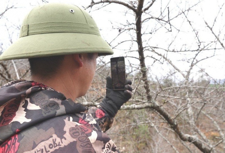 Niềm vui lớn của bản là vừa có sóng điện thoại nên người dân đã chuyển được hình ảnh của các cành đào trực tiếp cho khách lựa chọn.