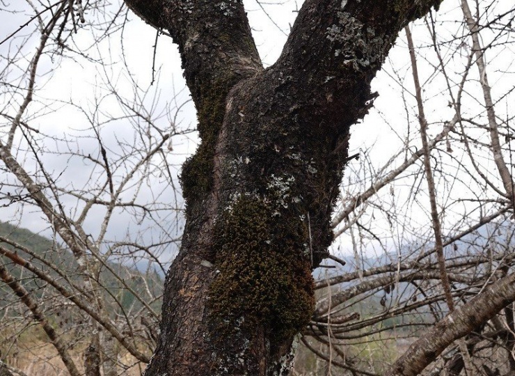 Thương lái đổ về Lùng Cúng tìm mua đào cổ bán Tết - 7