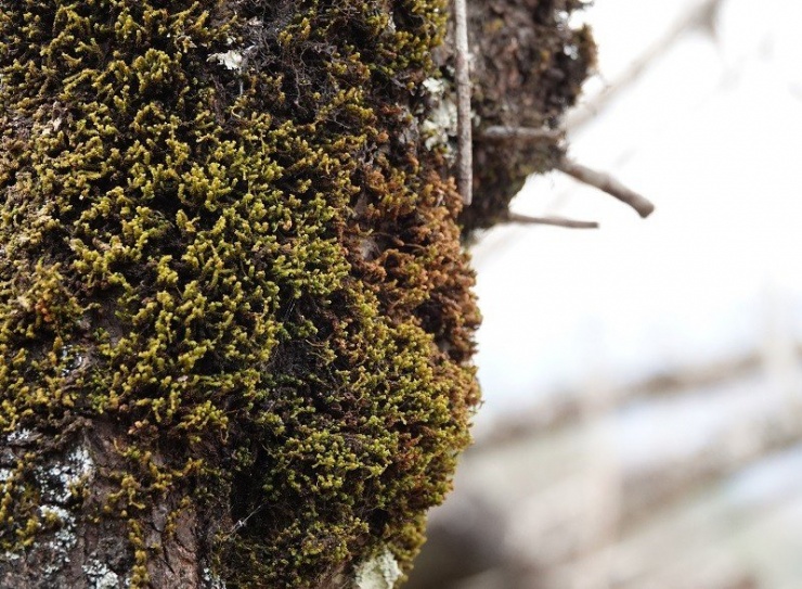 Có hộ gia đình mỗi năm thu về hàng chục, thậm chí hàng trăm triệu đồng từ việc bán đào mốc.