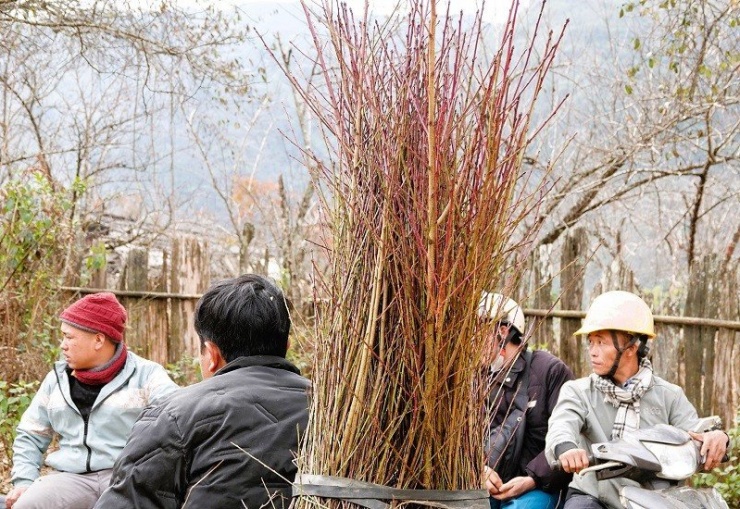 Song song với việc bán cành đào, thời điểm này cũng là lúc người dân tập trung trồng đào để gối vào các vụ sau. Nhờ cây đào, nhiều hộ dân Lùng Cúng đã từng bước thoát nghèo, có điều kiện sửa sang nhà cửa, mua sắm máy móc, phục vụ sản xuất và sinh hoạt. Trong ảnh là người dân đang mang đào giống về trồng.