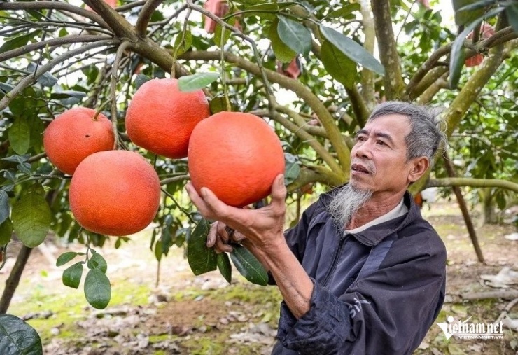 Vườn bưởi nhà ông Tư được thương lái đặt cọc hơn 50%. Ảnh: Lê Dương