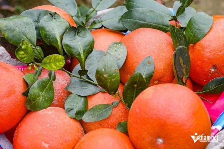 Bưởi Luận Văn có màu đỏ, thơm nên được nhiều khách hàng ưa chuộng. Ảnh: Lê Dương