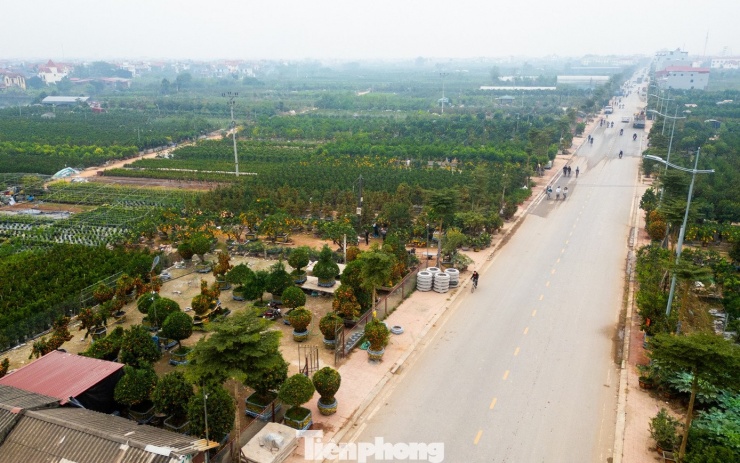 Hơn một tháng trước Tết Nguyên đán Bính Ngọ, thủ phủ Văn Giang (Hưng Yên) đã nhộn nhịp bước vào vụ kinh doanh quất, cây cảnh lớn nhất trong năm.
