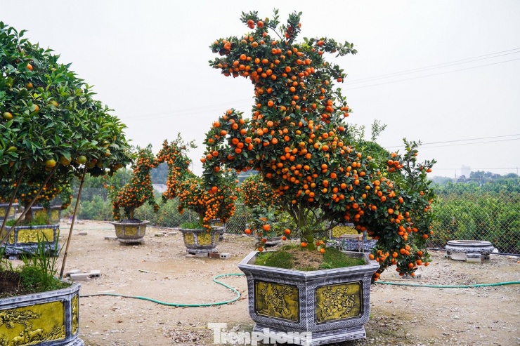 Chậu quất tạo hình linh vật ngựa, cao từ 2,5–3 m, sử dụng giống quýt cảnh khỏe, sai quả với giá bán ra khoảng 30 triệu đồng/cặp.