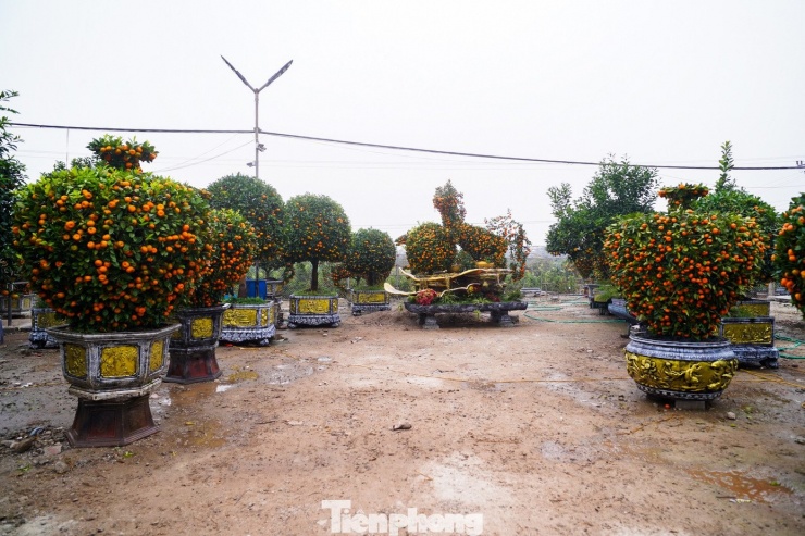 Bên cạnh những cây truyền thống, ở Văn Giang năm nay nổi bật với các mẫu quýt tạo hình linh vật ngựa, bình hút lộc, thỏi vàng…