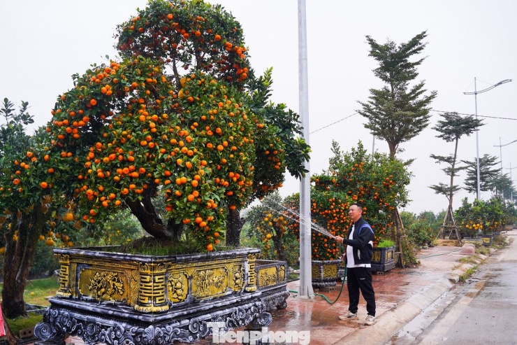 Anh Mạnh Thủy (xã Văn Giang, Hưng Yên) cho biết, hầu hết các cây quýt đã có người đặt mua từ sớm; riêng một số cây to, giá trị cao được khách lựa chọn thuê trưng bày. Năm nay quýt, quất, bưởi... đều được giá hơn mọi năm nên bà con rất phấn khởi".