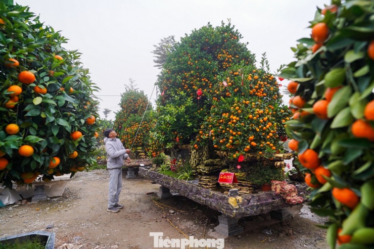 Song song với các loại quýt tạo hình độc lạ, thị trường còn xuất hiện những cây quýt cổ thụ cỡ lớn, có giá lên đến hơn 100 triệu đồng.